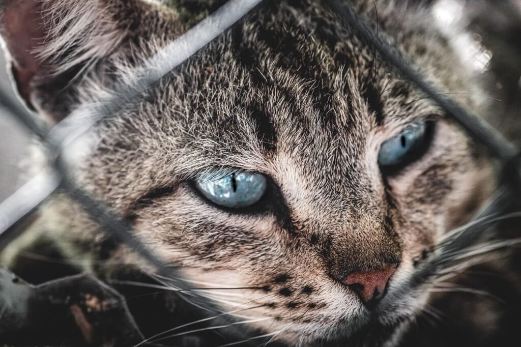 Why Is My Cat So Grumpy? Best 7 Health Tips!