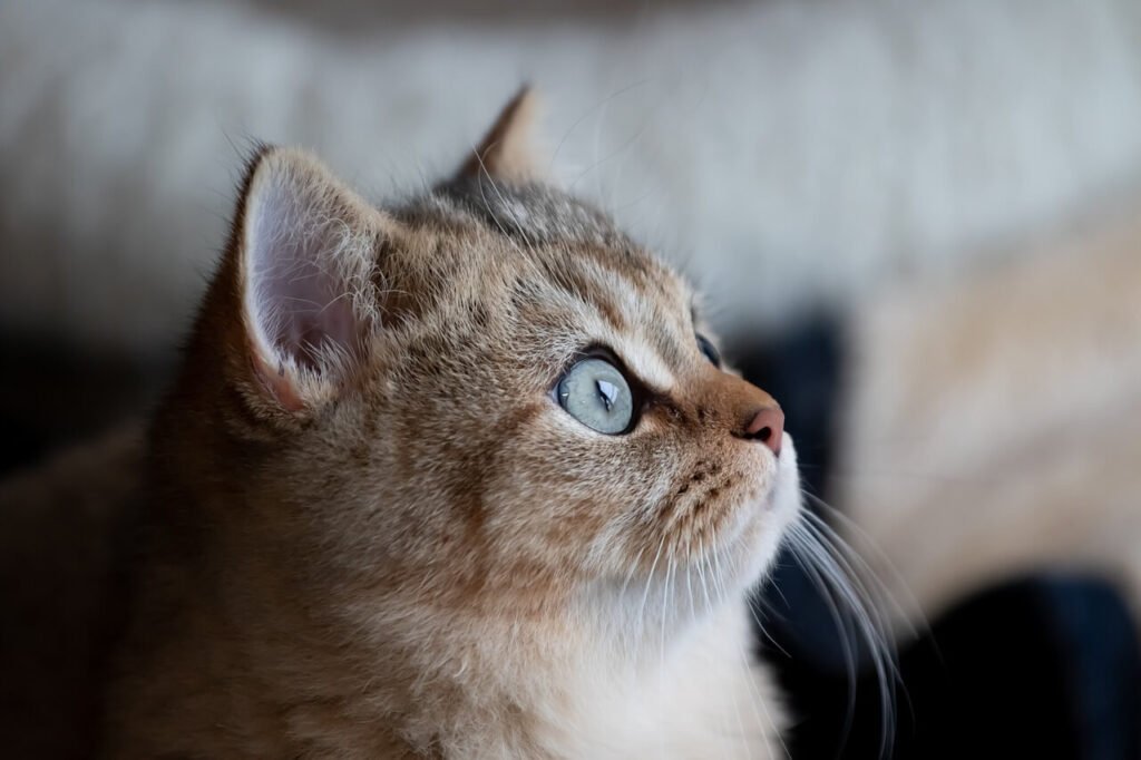 Sour Smelling Cat Poop: Best 7 Expert Tips!