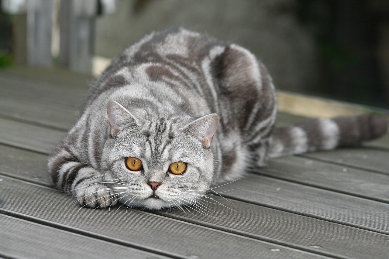 Understanding Whipworms in Cats: Best 7 Health Tips!