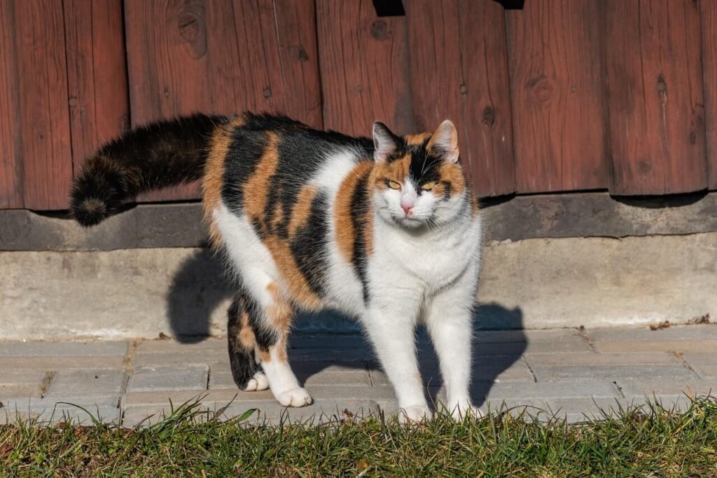 Cat Vision vs Human Vision: Best 7 Expert Tips!