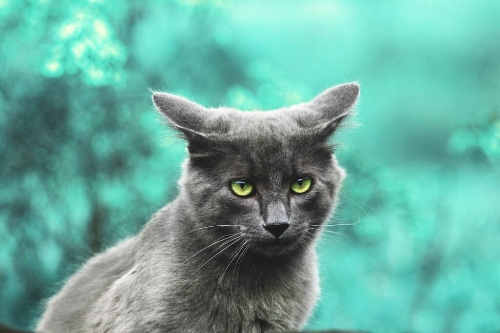 Should I Let My Cat Lick Me? Best 7 Expert Tips!