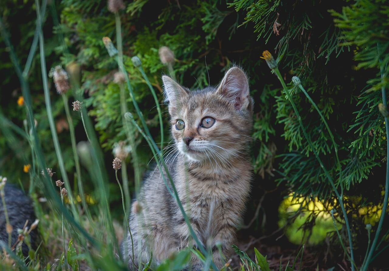 How Do Cats Get Ringworm? Best 7 Expert Tips!