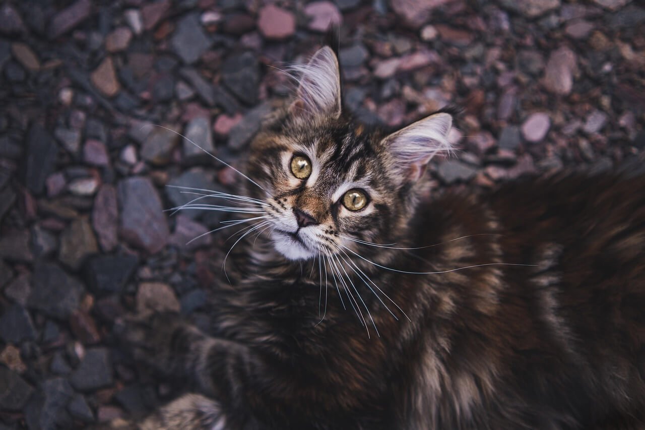 Can You Flush Cat Poop? Best 7 Expert Tips!