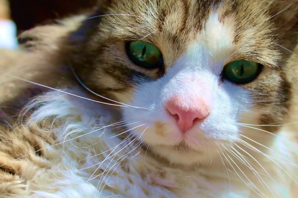 How Should Cat Teeth Look? Best 7 Expert Tips!