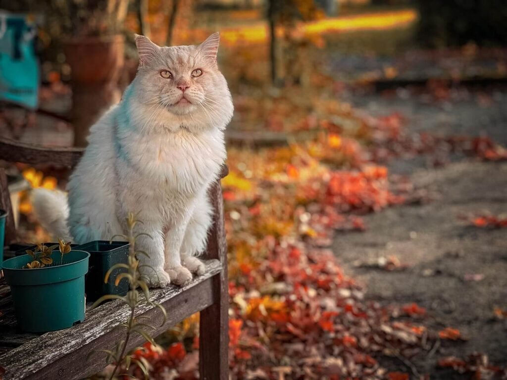 Understanding Your Cats Love Language: Best 7 Expert Tips!