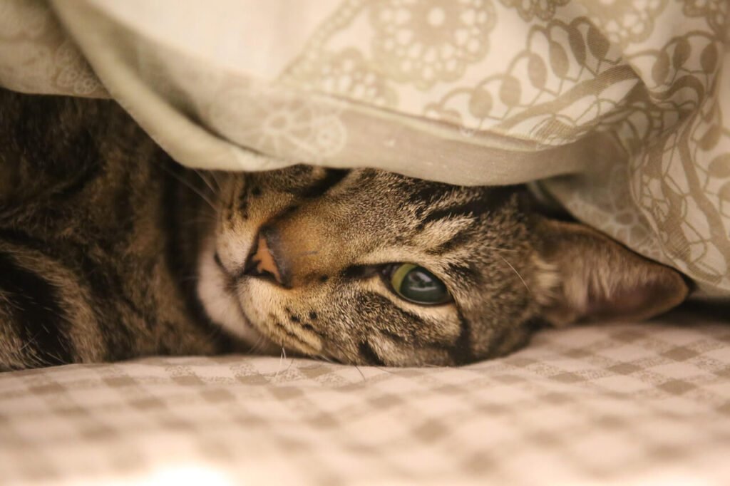 Can Cats Have Onion? Best 7 Expert Tips!