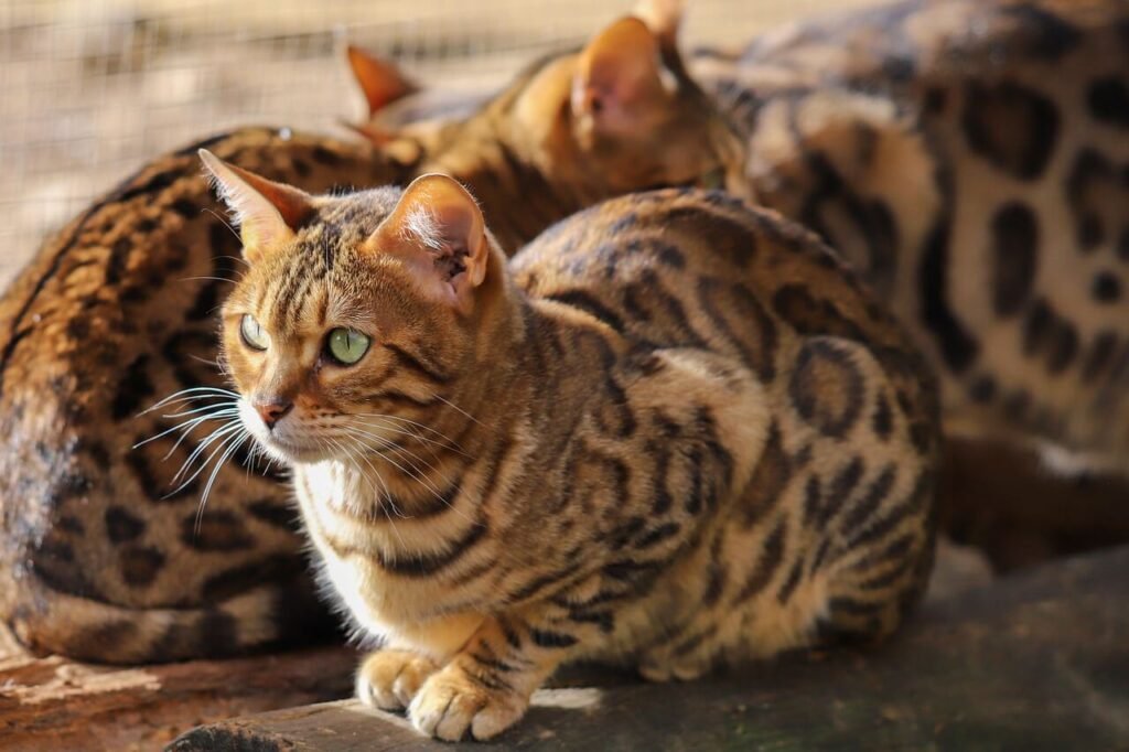 Can You Give Your Cat COVID? Best 7 Expert Tips!