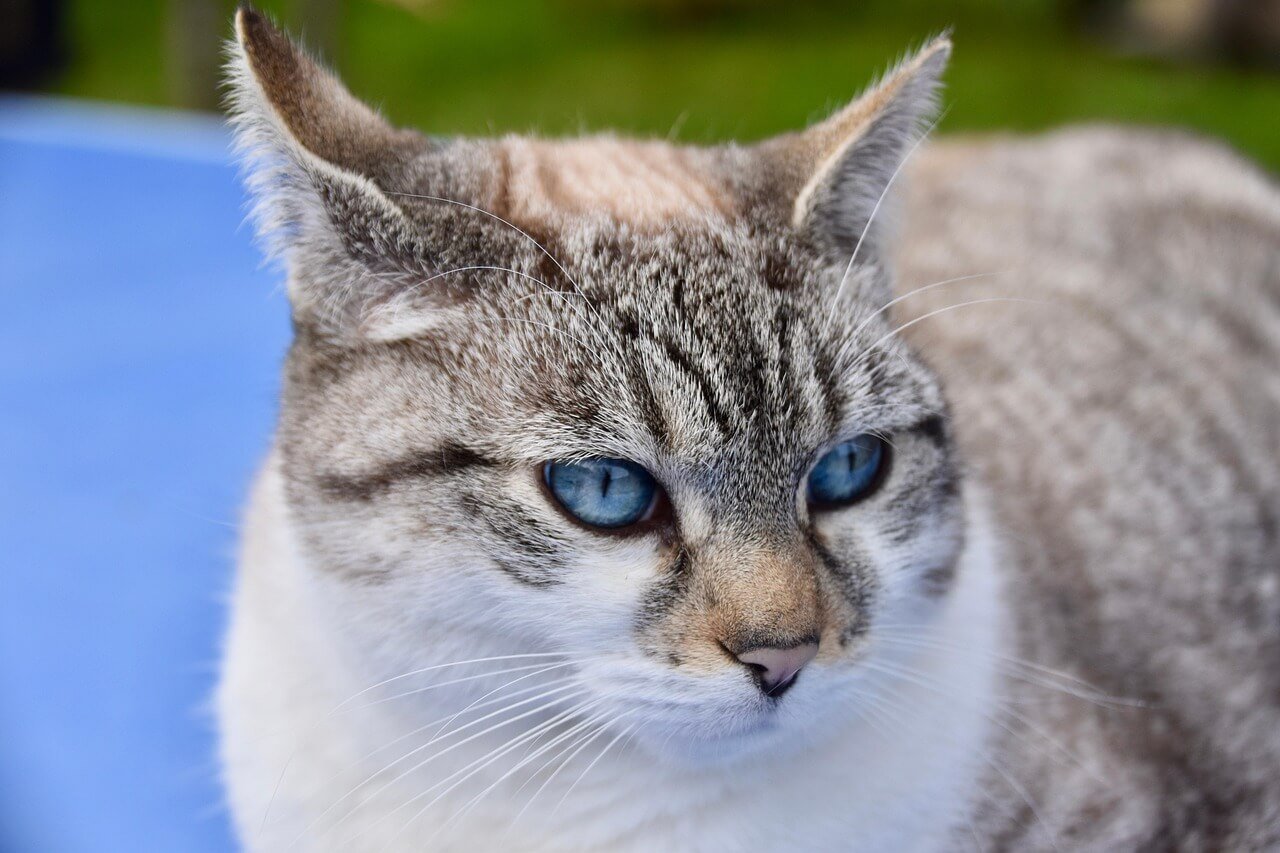 How Do Cats See Humans? Best 7 Expert Tips!