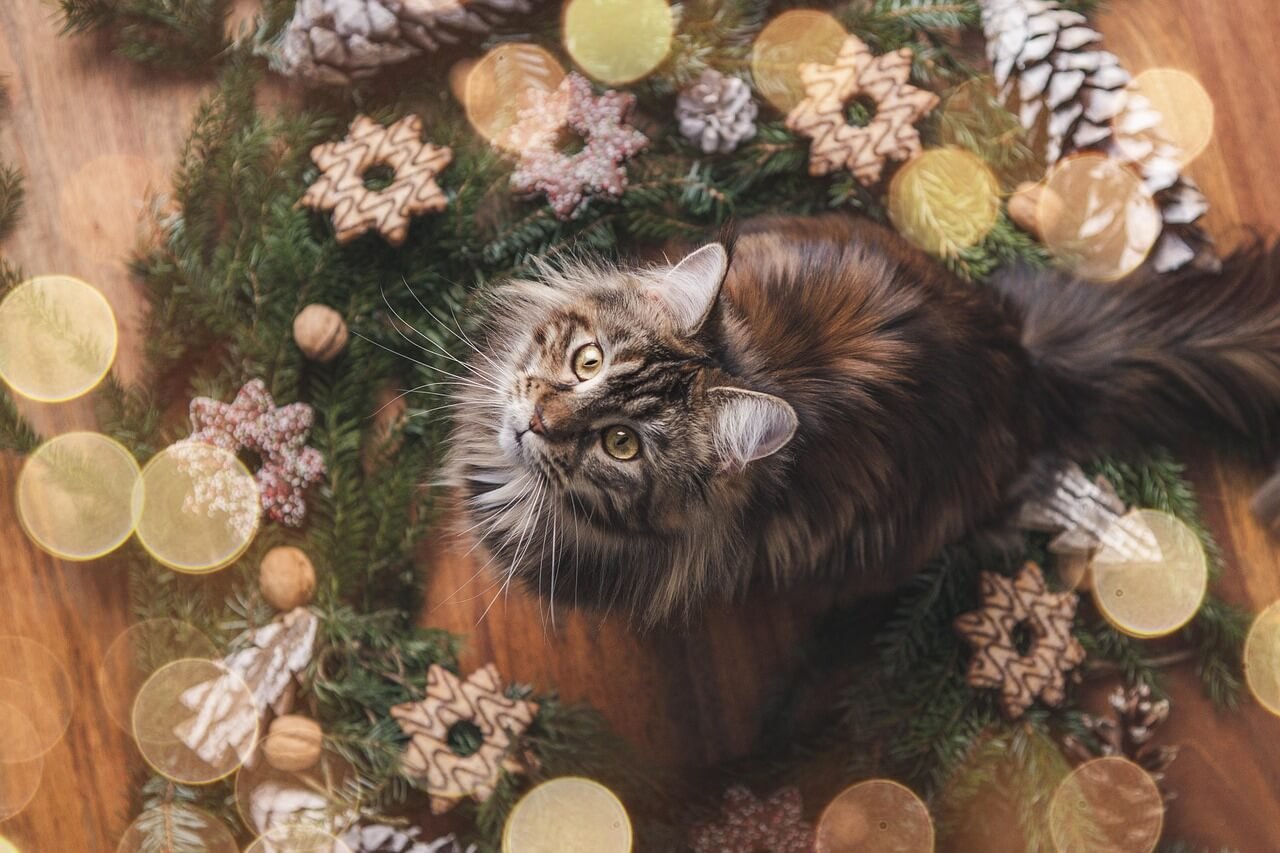 Do You Have to Trim Cat Nails? Best 7 Expert Tips!