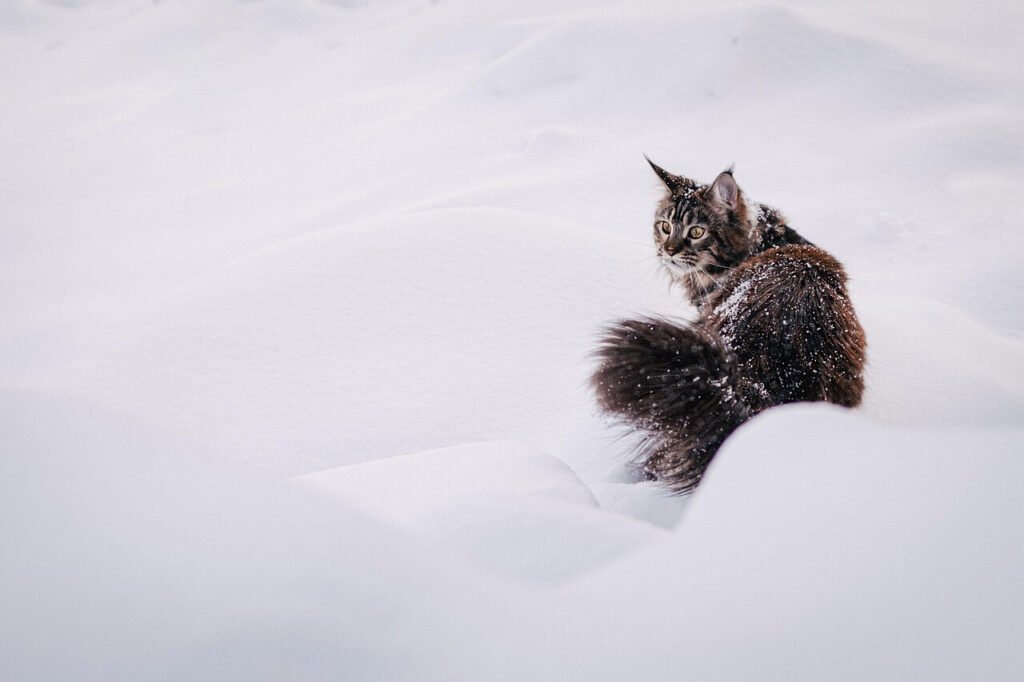 How to Keep Outdoor Cats Warm in Winter: Best 7 Tips!