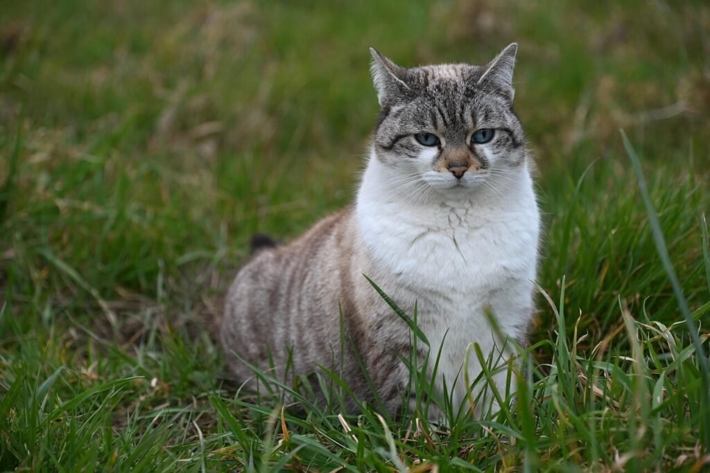 Can Cats Eat Cinnamon? Best 7 Health Tips!
