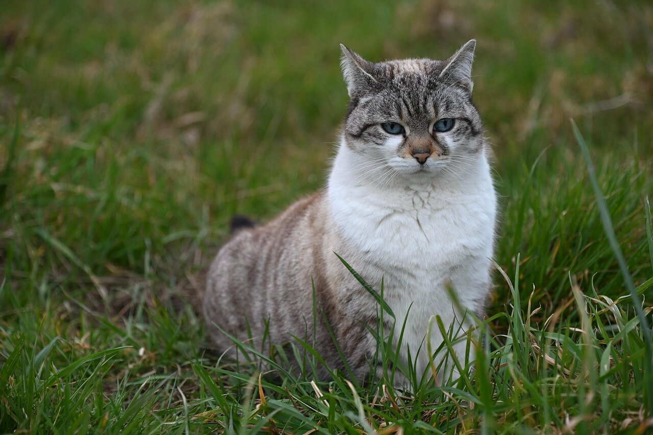 Can Cats Eat Cinnamon? Best 7 Health Tips!