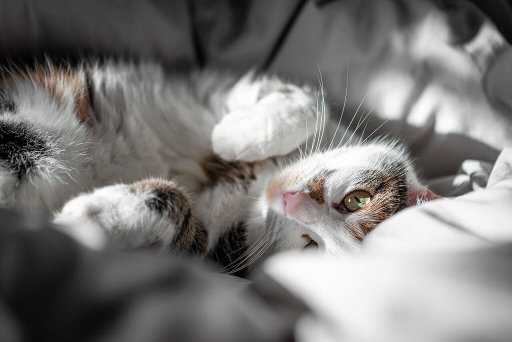 Understanding Heart Disease in Cats: Best 7 Health Tips!