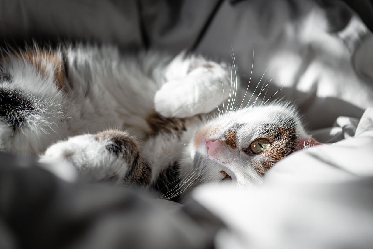 Understanding Heart Disease in Cats: Best 7 Health Tips!