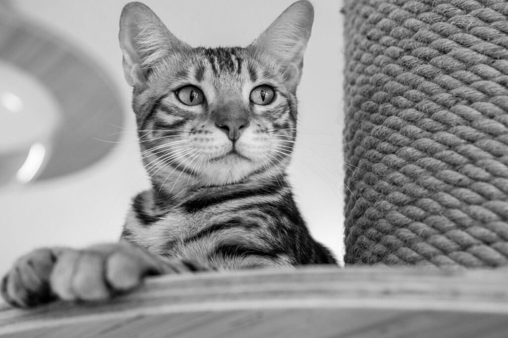 How Do Indoor Cats Get Ear Mites? Best 7 Expert Tips!