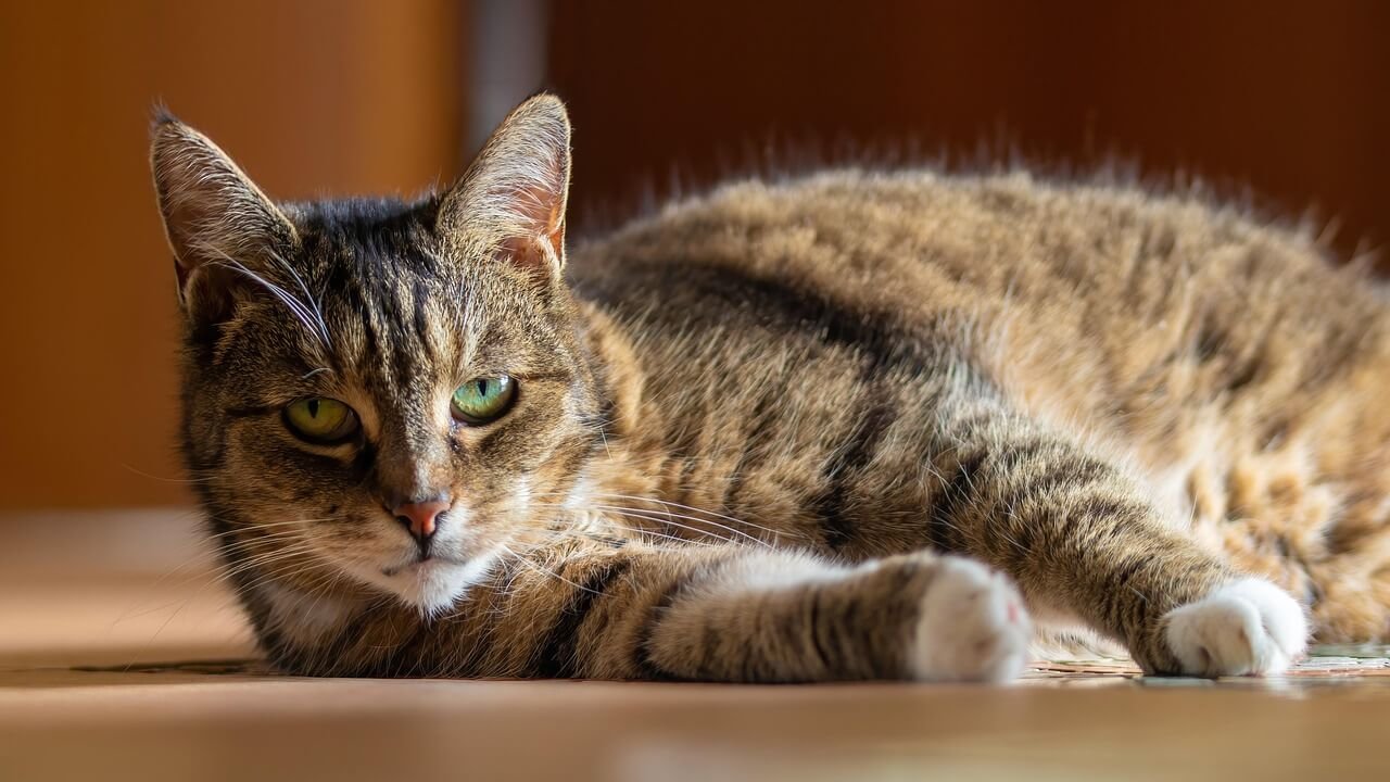 Understanding Pregnant Cat Anatomy: Best 7 Expert Tips!