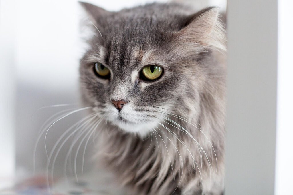 Male Cat Anatomy: Best 7 Expert Tips!