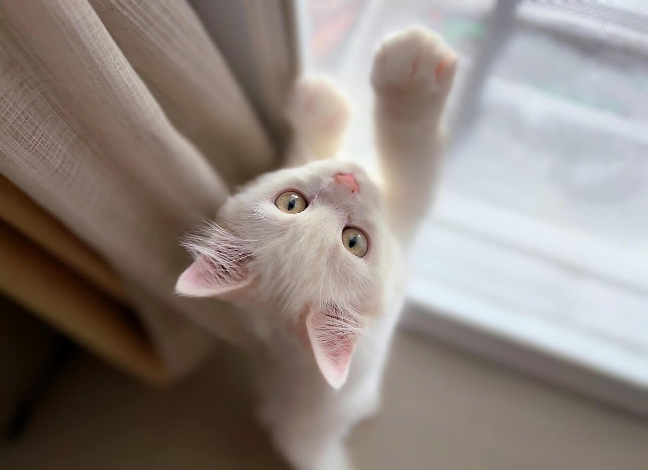 Liver Disease in Cats: Best 7 Expert Tips!