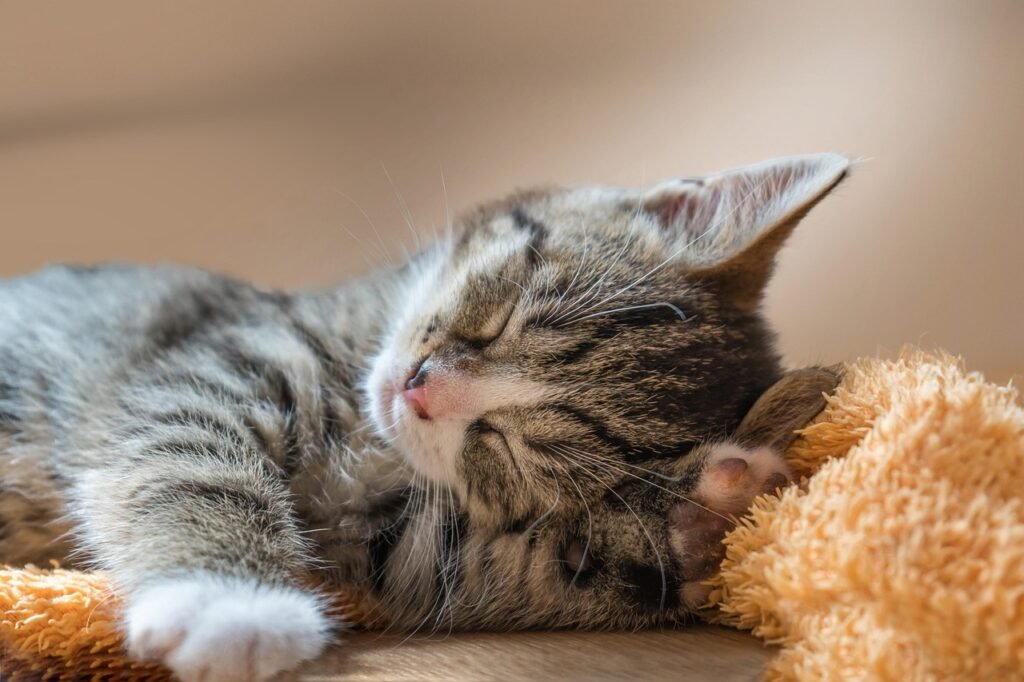 What Is Cat Milk? Best 7 Expert Tips!