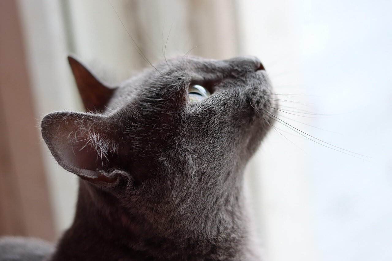 Cats and Schizophrenia: Best 7 Expert Tips!