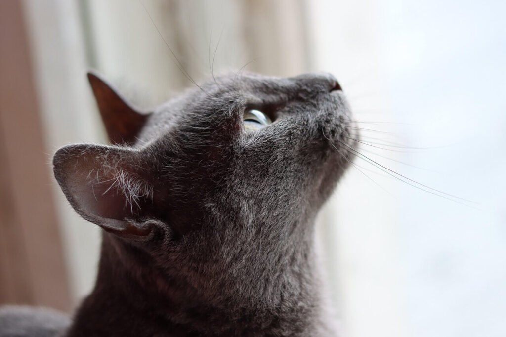 How to Tell How Old a Cat Is: Best 7 Expert Tips!