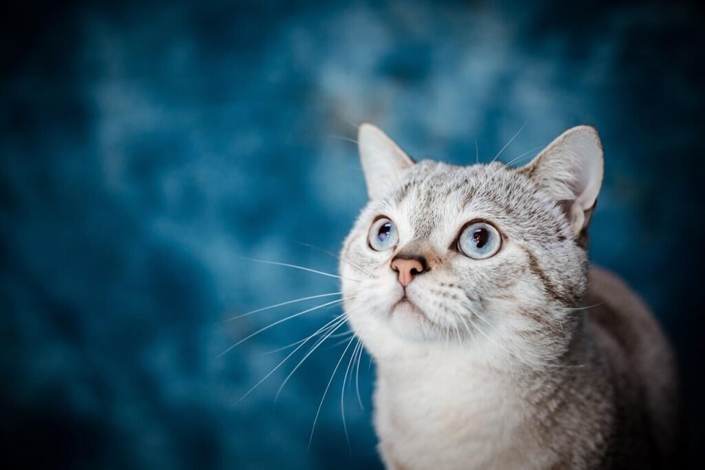 Why Do Cats Like Certain People? Best 7 Behavior Tips!
