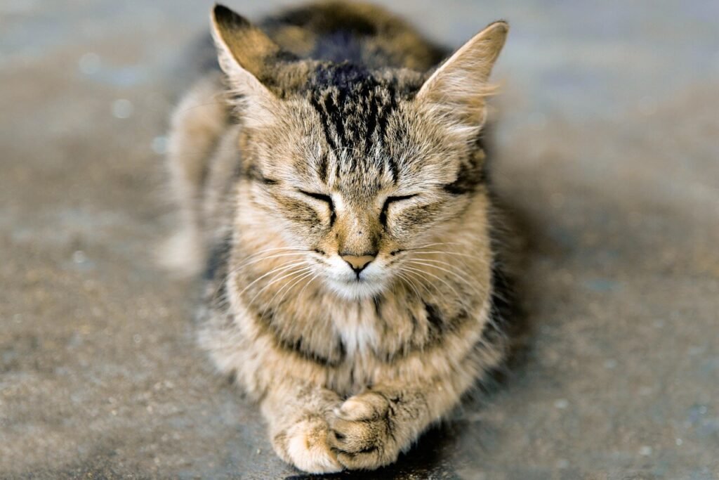 How to Calm a Cat Before the Vet: Best 7 Expert Tips!
