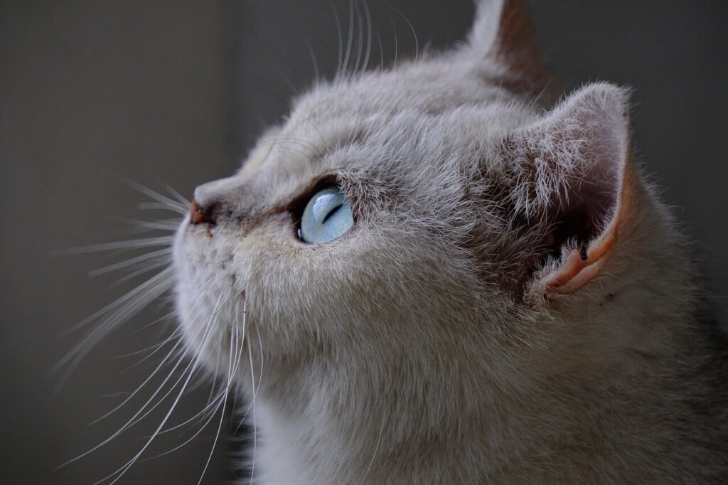 Understanding Cat Litter Ingredients: Best 7 Expert Tips!