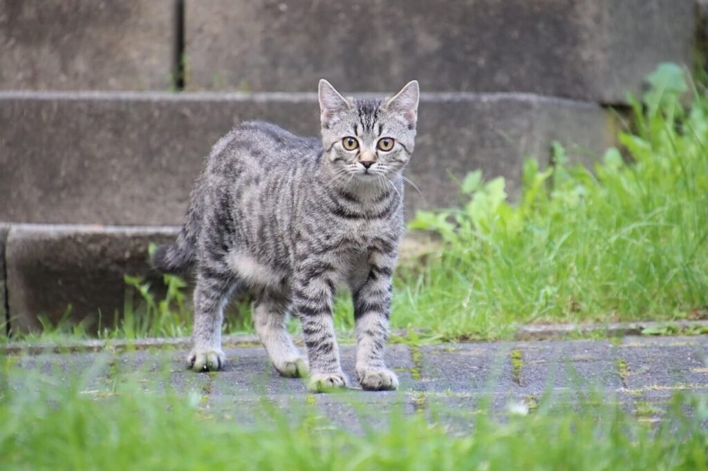 Cat Threw Up White Worm: Best 7 Health Tips!