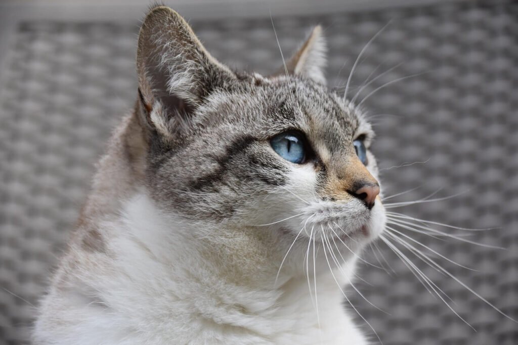 Cat Losing Hair on Belly: Best 7 Expert Tips!