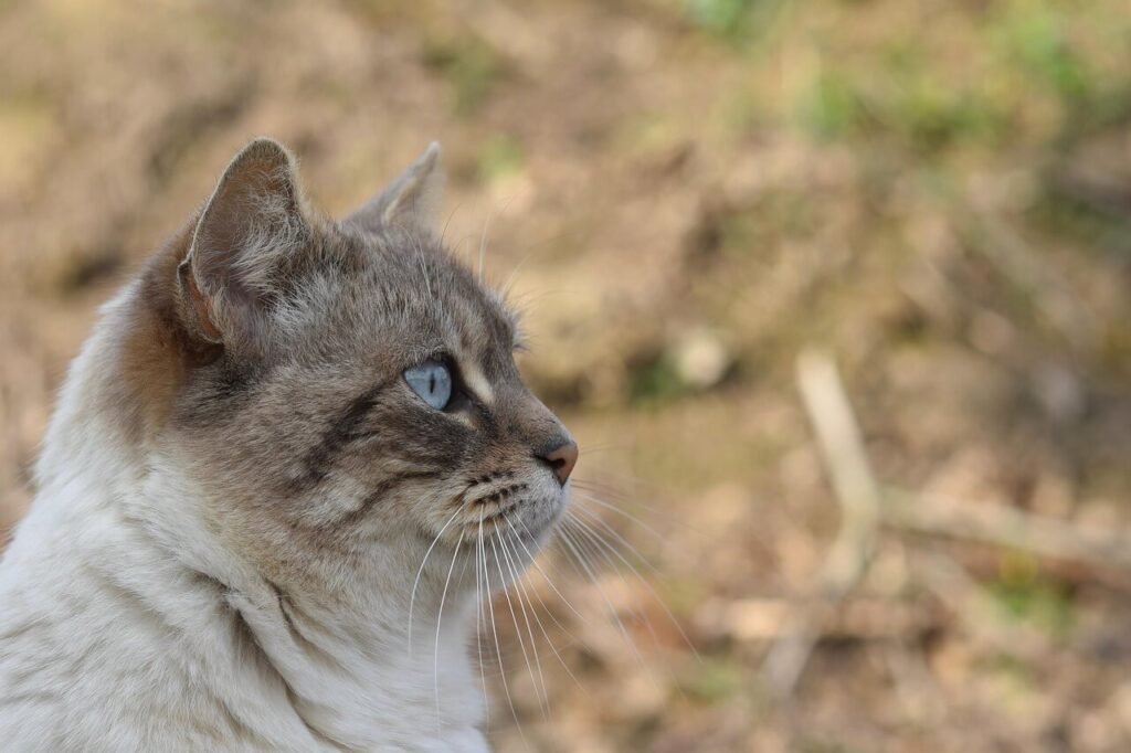 Why Does My Cat Grumble? Best 7 Behavior Tips!