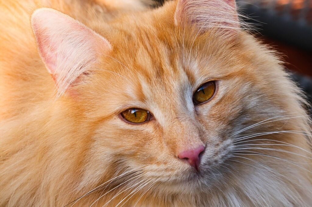 Understanding the Fructosamine Test for Cats: Best 7 Tips!