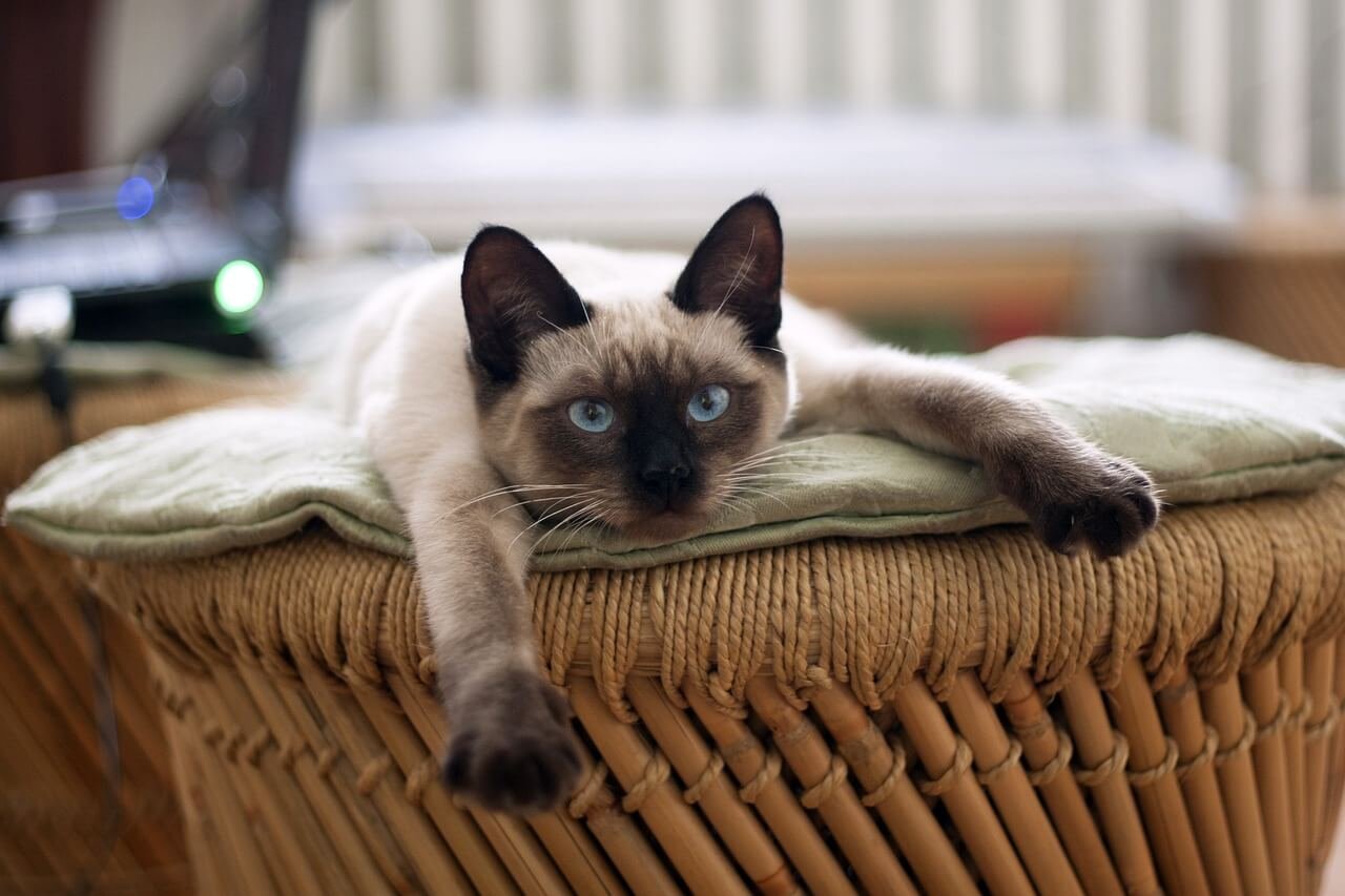 Discover the Magic of Cat Training Spray: Best 7 Expert Tips