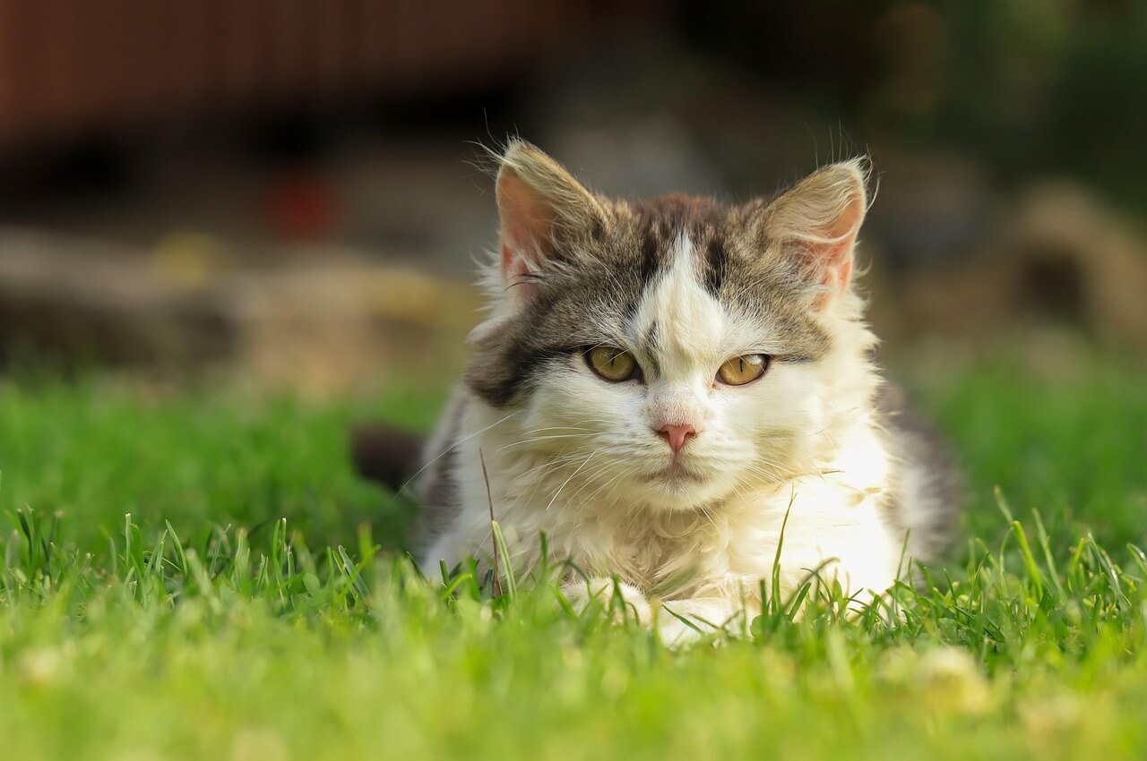 Ringworm Cat Scabs: Best 7 Health Tips!