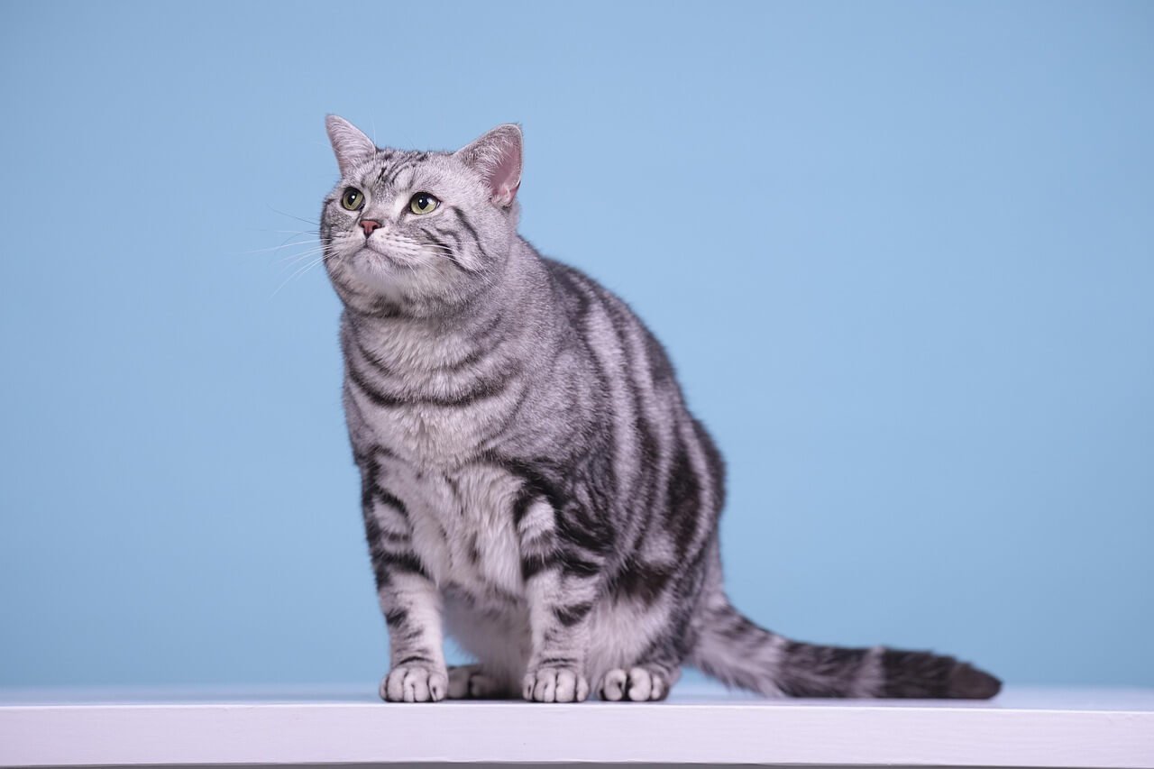 Why Do Cats Meow? Best 7 Behavior Tips!