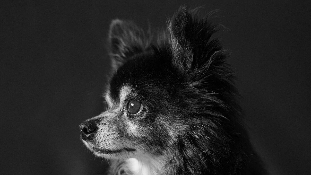 Why Does My Chihuahua Shake? Best 7 Expert Tips!