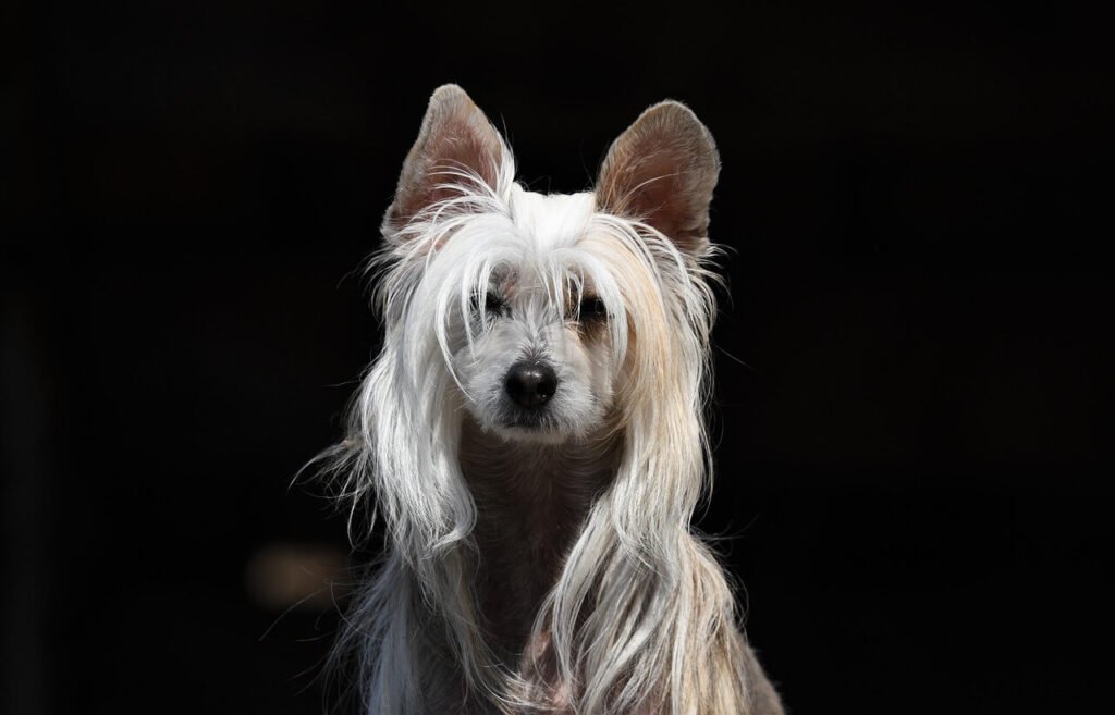 Can Dog Food Cause Worms? Best 7 Expert Tips!