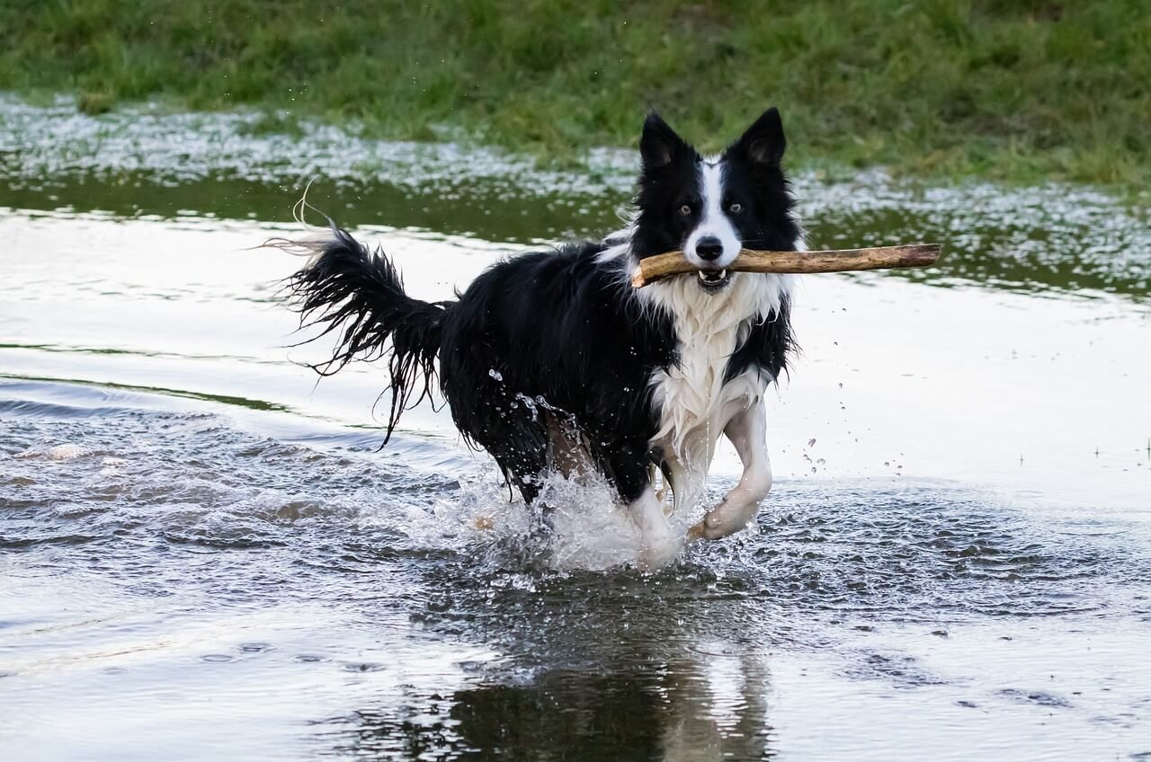 How Long Should a Dog Pant After Exercise? Best 7 Tips!