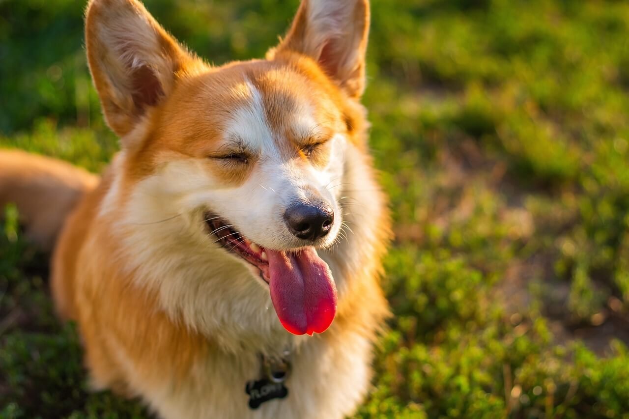 Ground Beef Dog Food Recipe: Best 7 Expert Tips!