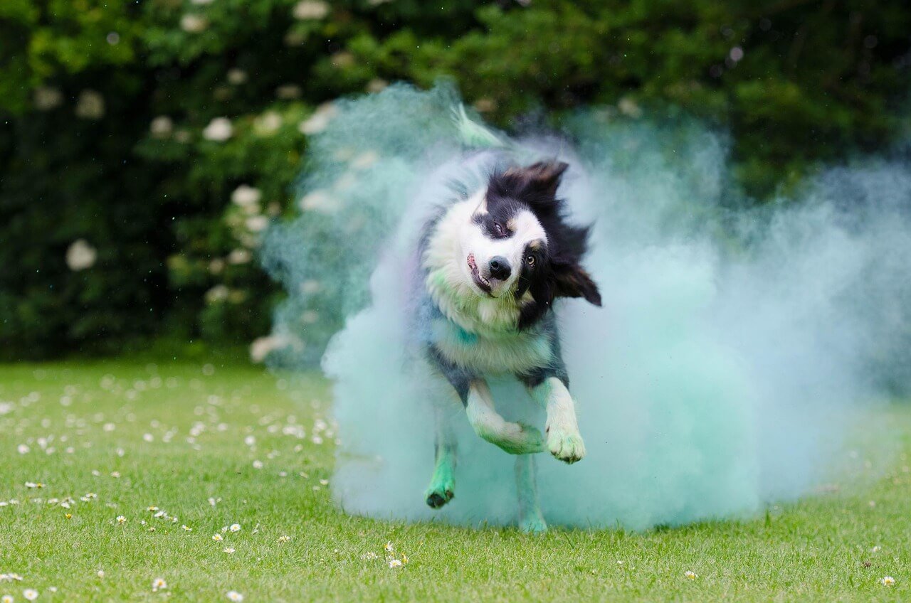Antibiotics for Dog Diarrhea: Best 7 Health Tips!