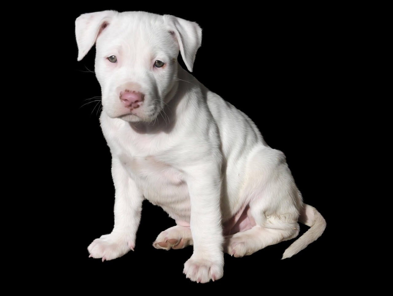 How to Cover a Wound on a Dog: Best 7 Tips!