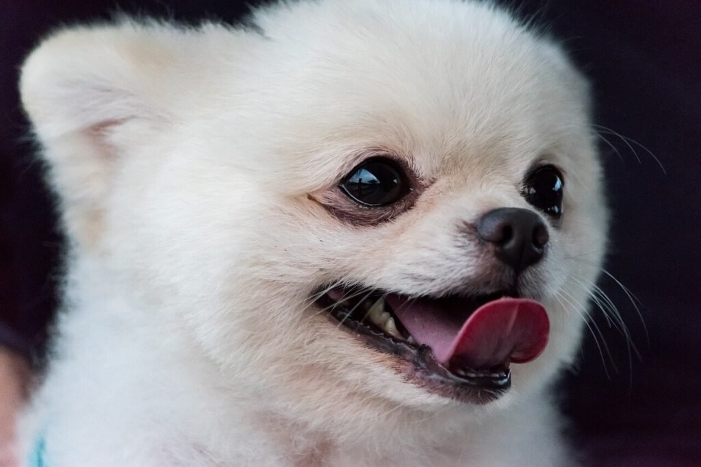 How to Introduce a Kitten to a Dog: Best 7 Tips!