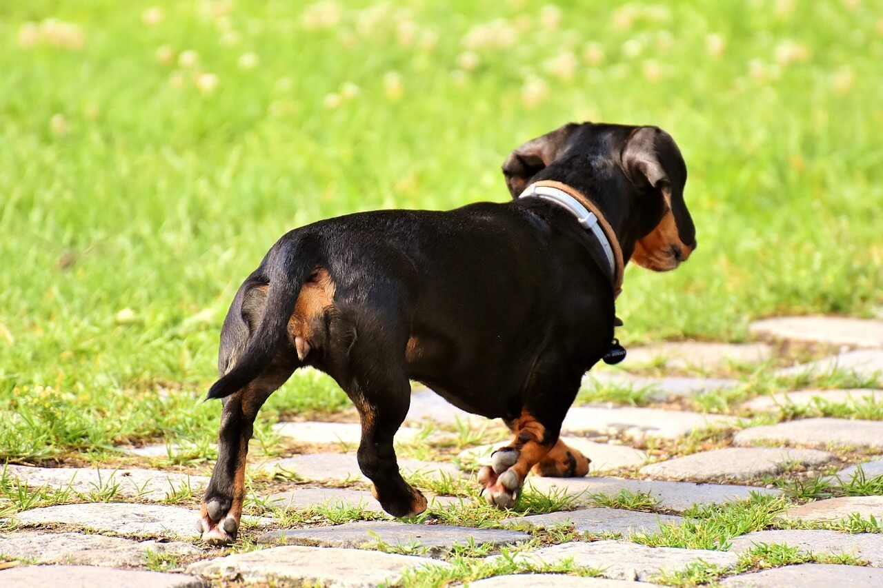 Dog Painful Poop: Best 7 Health Tips!