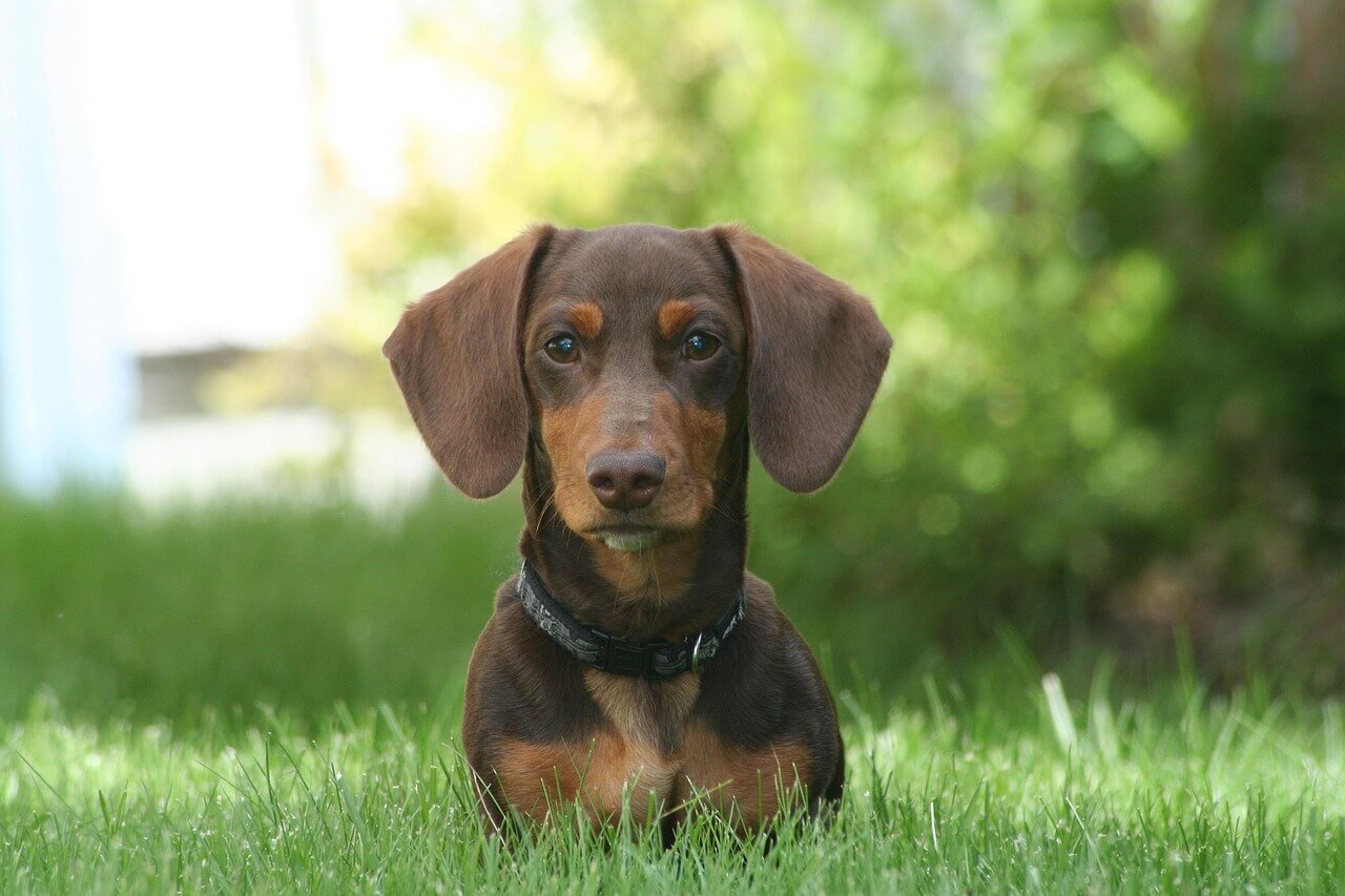 How to Help a Blind Dog: Best 7 Health Tips!