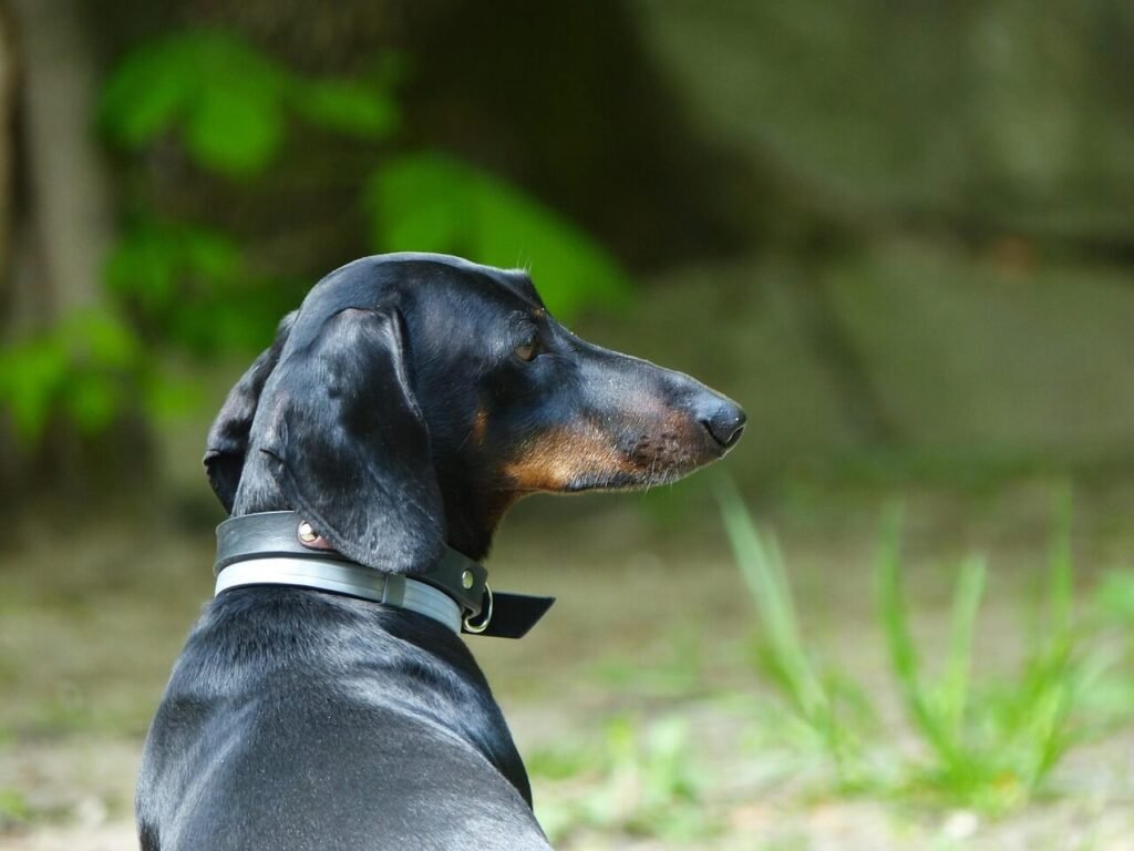 Is Dog Vomit Fungus Dangerous? Best 7 Health Tips!