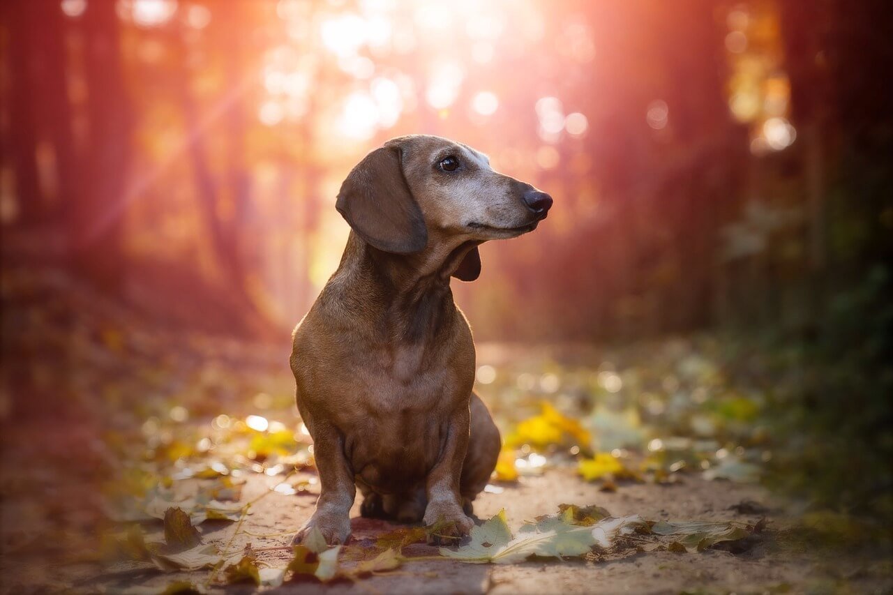 Can I Bring My Dog Into Canada by Car? Best 7 Tips!