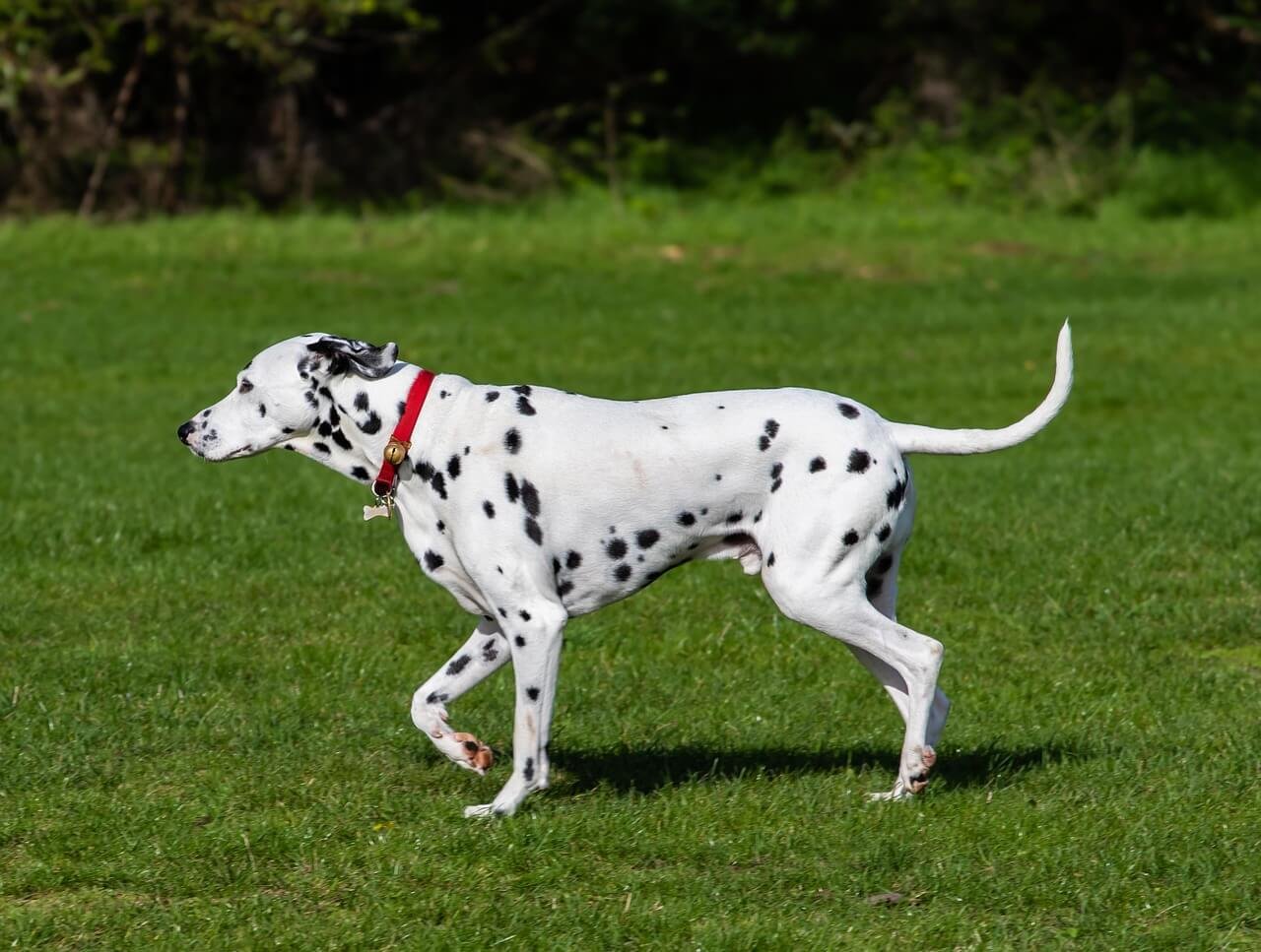 Why Are Dalmatians Fire Dogs? Best 7 Health Tips!
