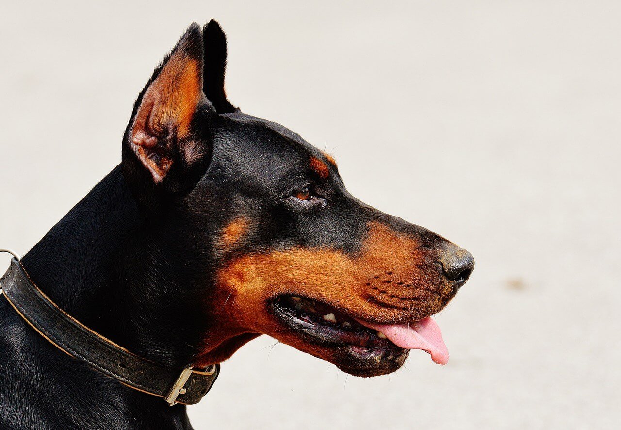 Is Eucalyptus Oil Safe for Dogs? Best 7 Health Tips!