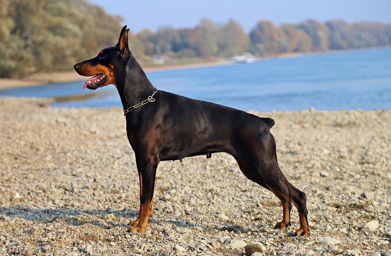 Dog Embryo Stages: Best 7 Health Tips!