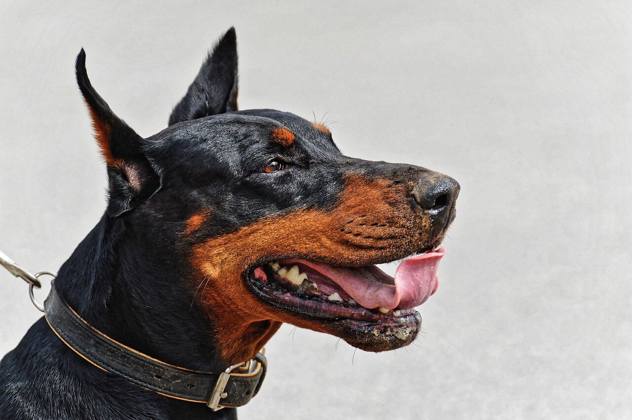 Is Lantana Poisonous to Dogs? Best 7 Health Tips!